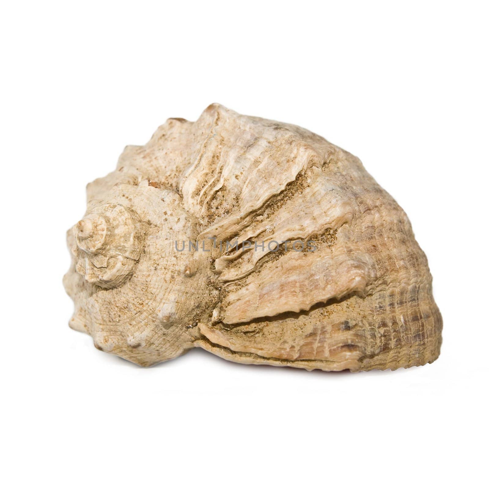 An isolated photo of a spiral seashell