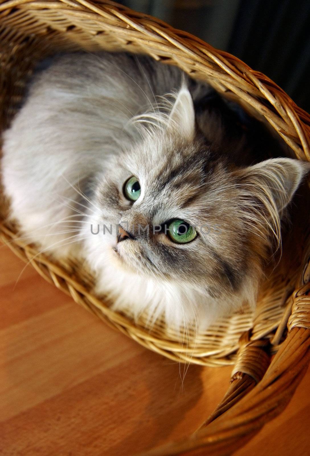 Cat in a basket. Illustration for magazine about animals