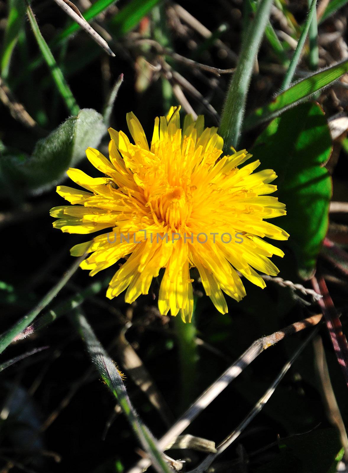 yellow dandelion by Reana