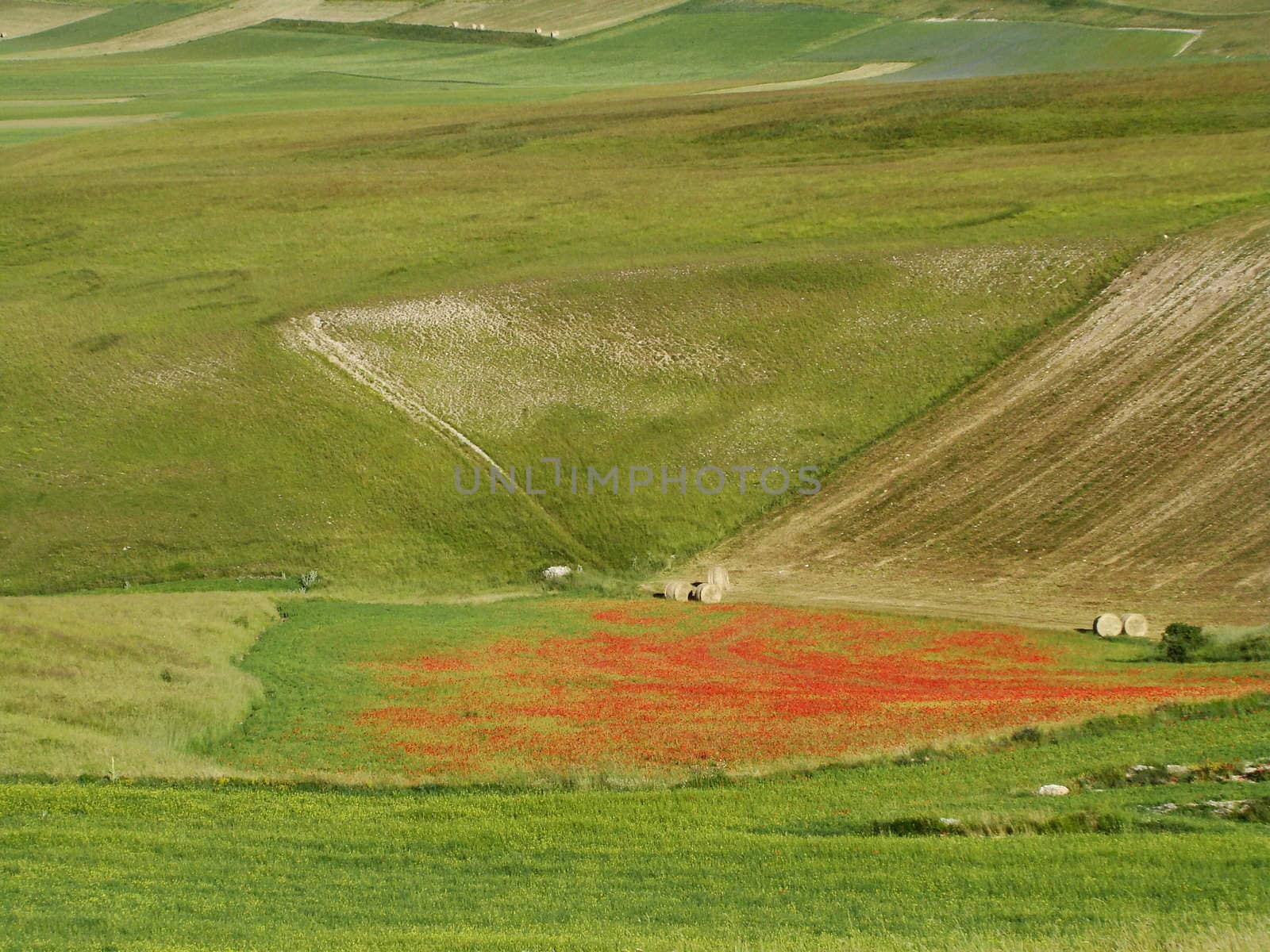 fields, meadows and pastures on Piano Grande National Park of Sibillini Mountains central Italy Apennines VI2007