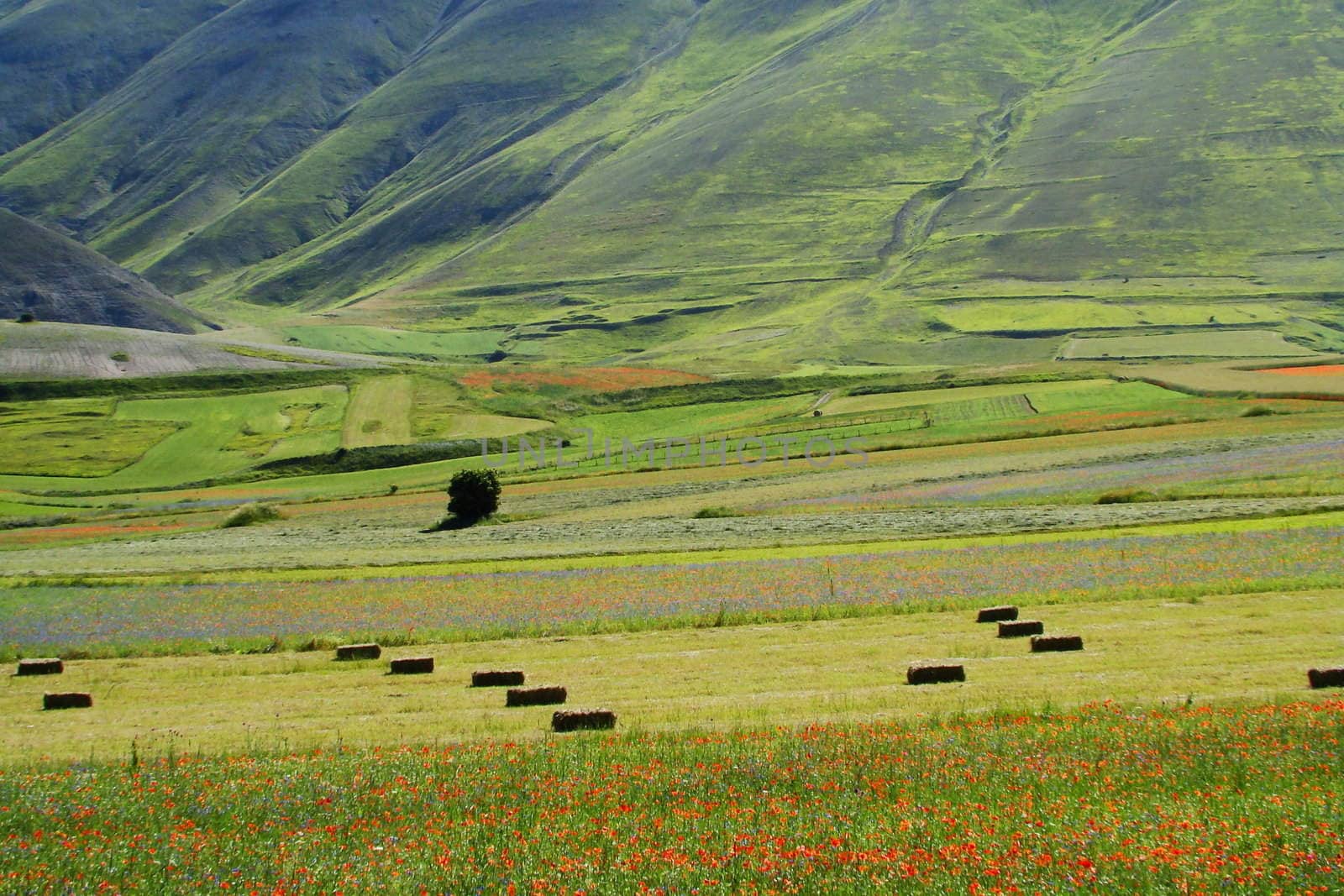 Rural Scenery In Sibillini Mountains
agricultural landscape National Park of Sibillini Mountains part of central Apennines. Thanks to the ecological cultivations thera are a lot of wildflowers present. VI 2007