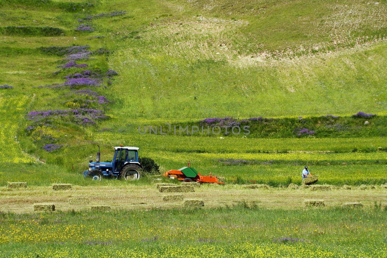 agricultural landscape National Park of Sibillini Mountains part of central Apennines. Thanks to the ecological cultivations there are a lot of wildflowers present.