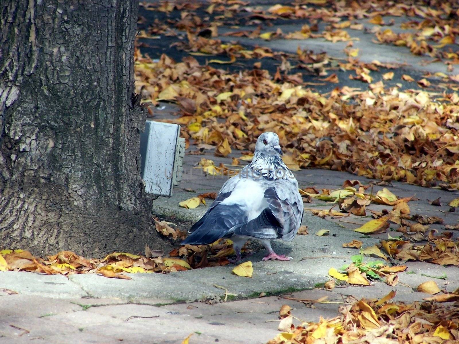 pigeon strutting around the park