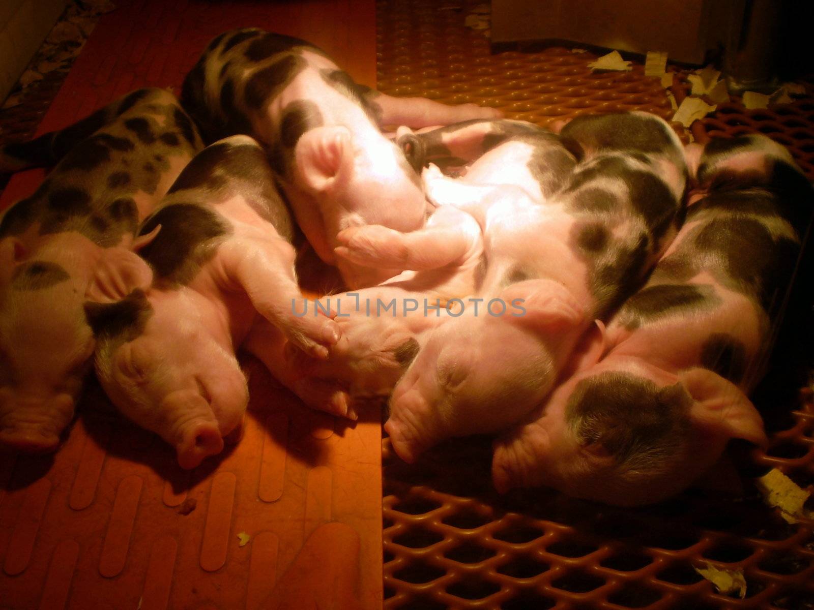 new born piglets by hicster