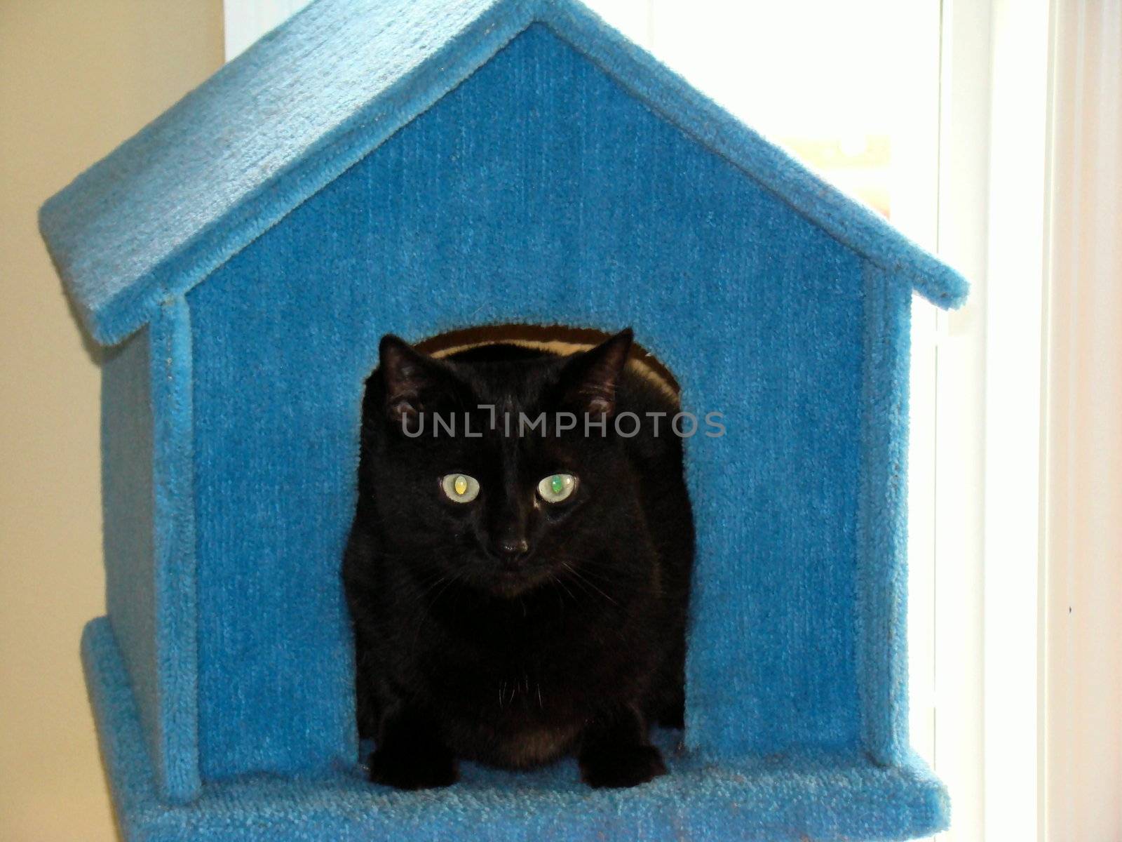 Cute Black cat sitting in her house