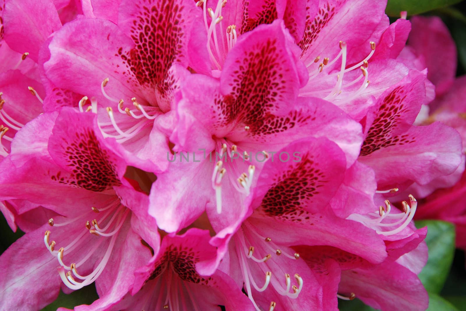 Bright Pink Rhododendron flower