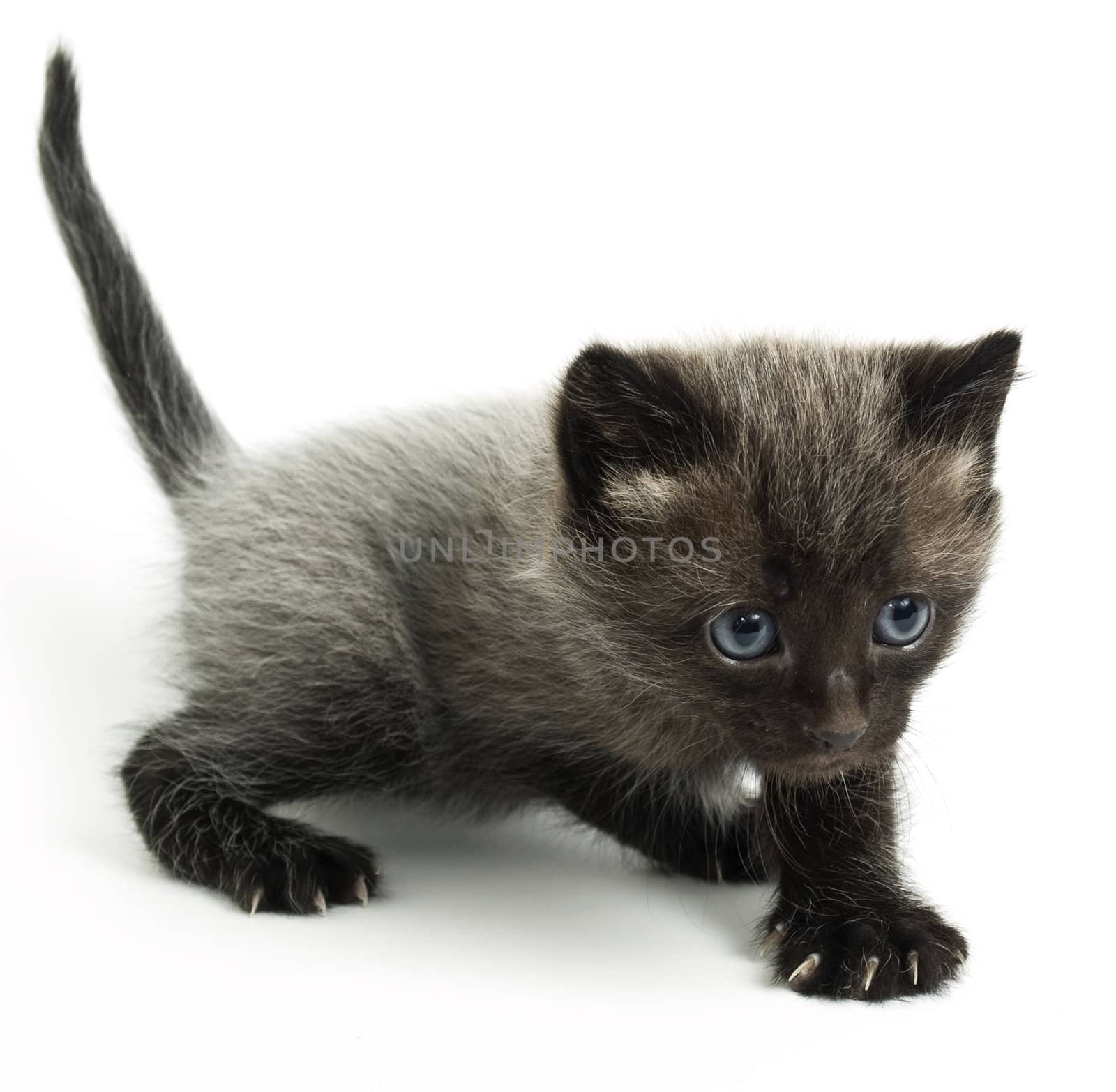 blue eyes kitty by Bedolaga