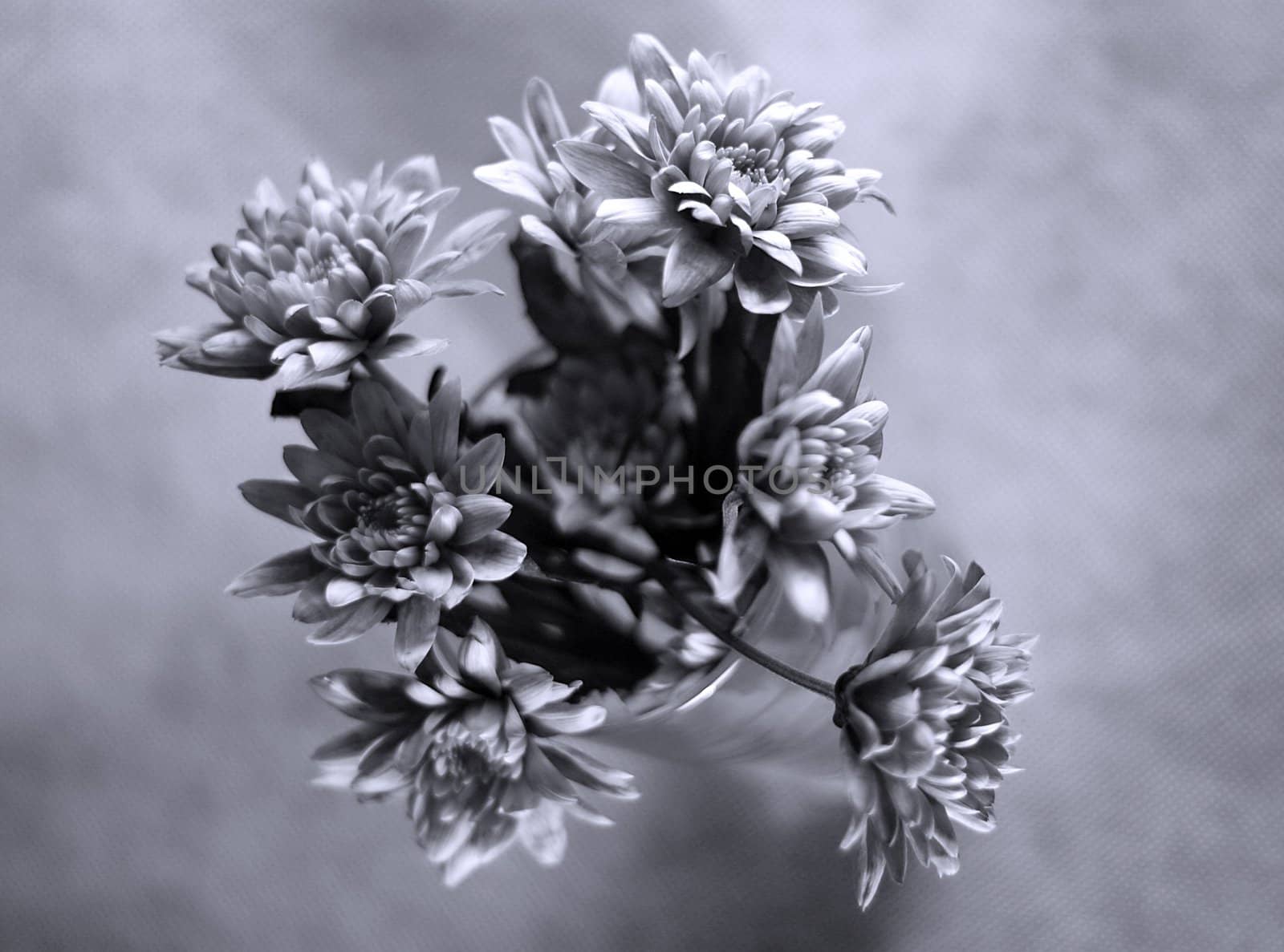 Bouquet of chrysanthemums the top view. b/w+blue tone