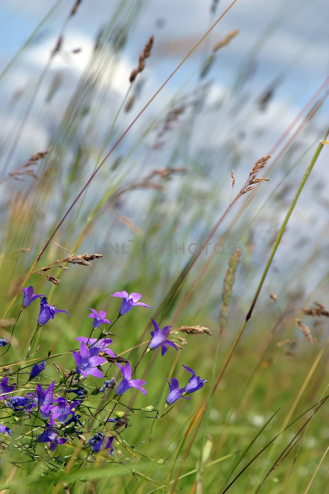 The image of a field with flowers