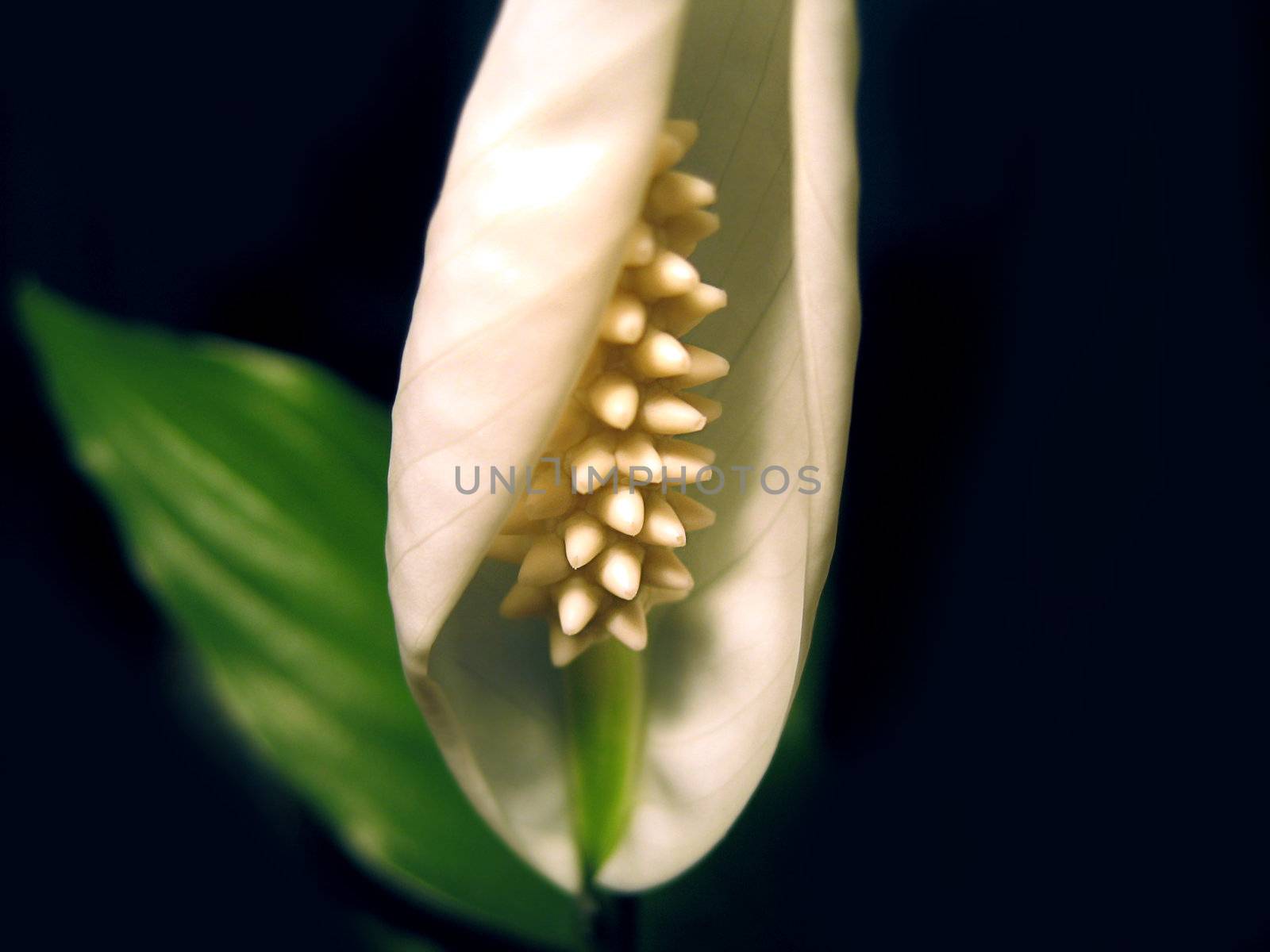 white spathiphyllum by Angel_a