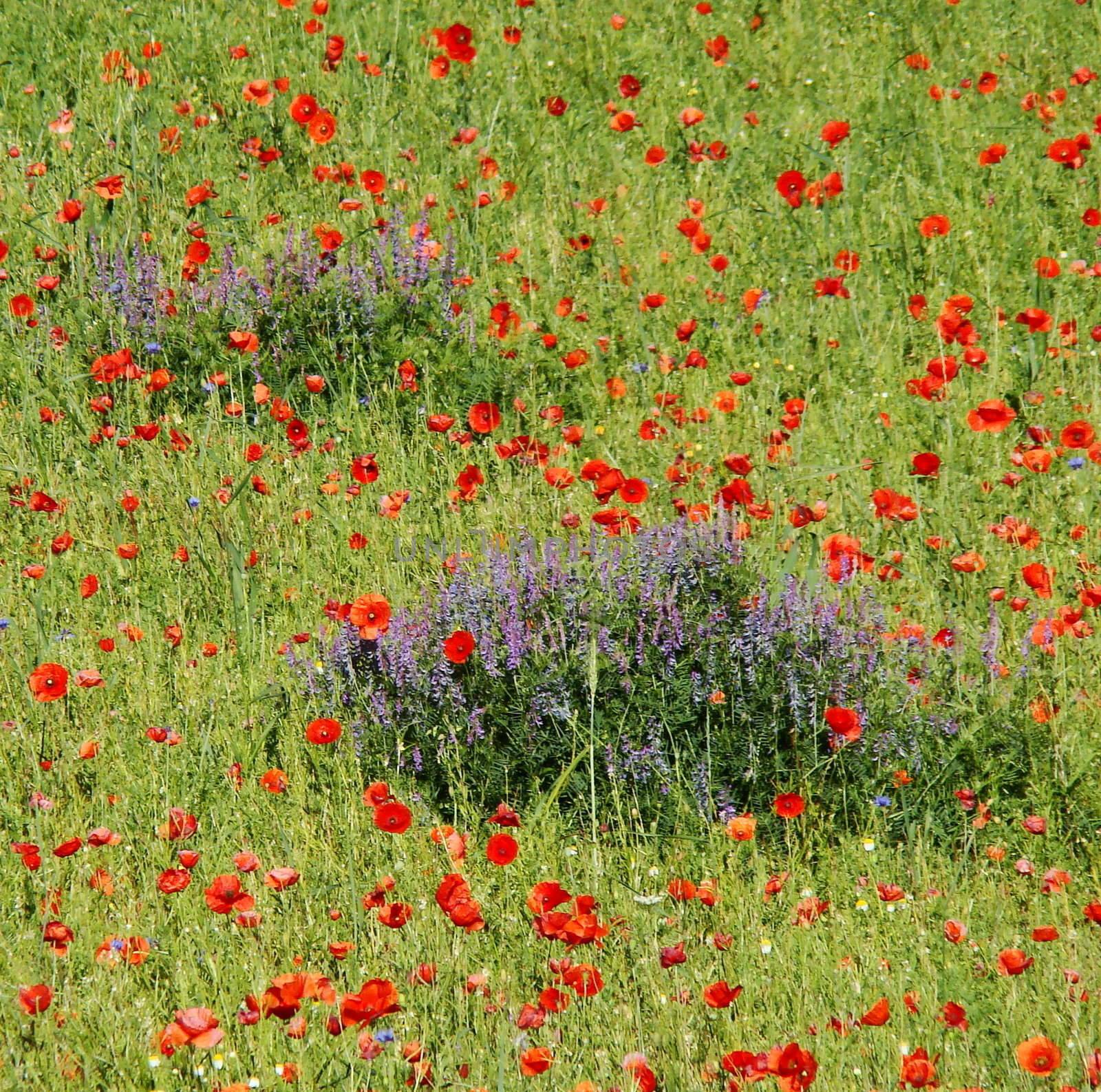 Wildflowers
fields, meadows and pastures on Piano Grande plateau. National Park of Sibillini Mountains. Central Italy Apennines VI 2007