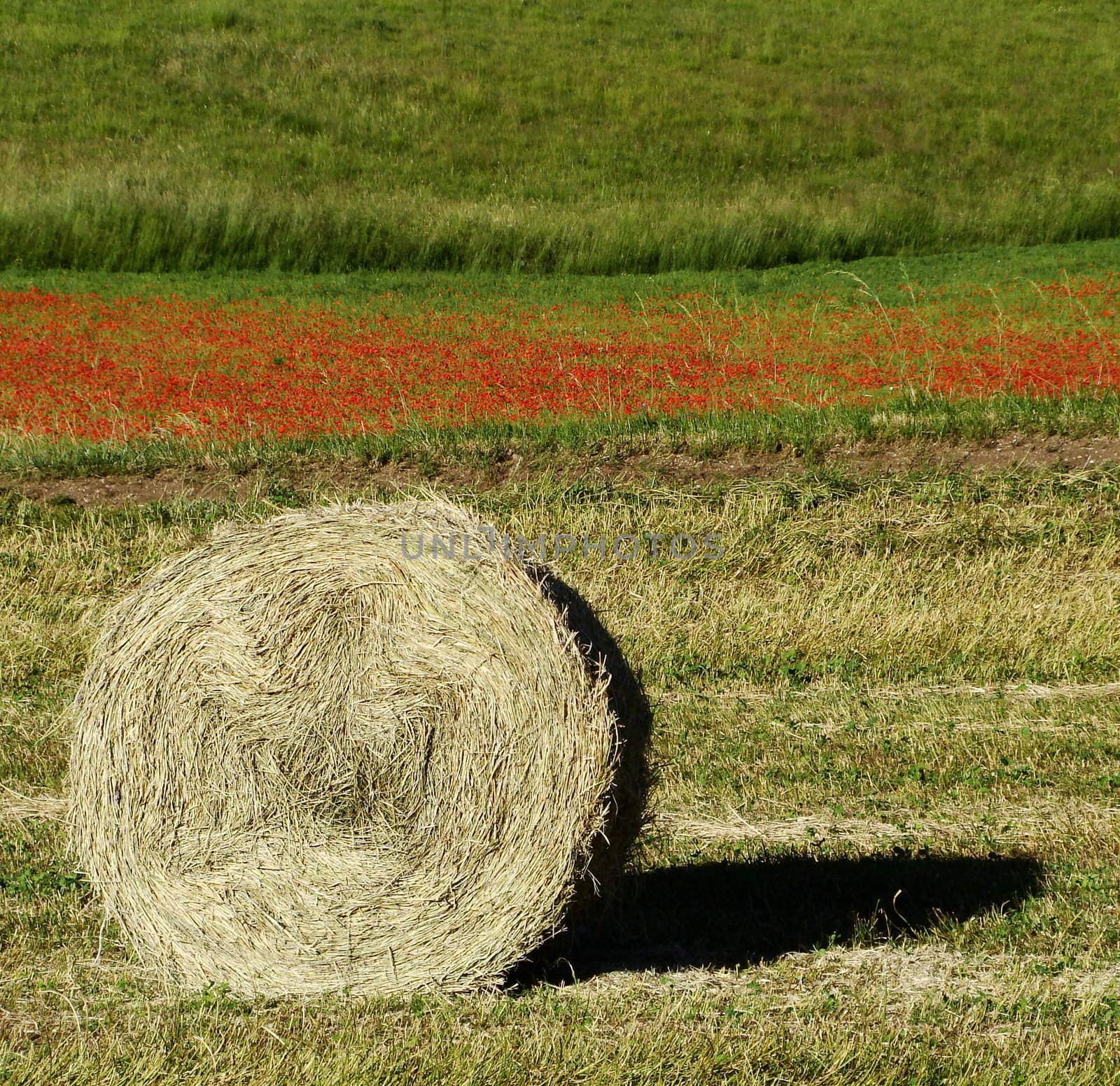 Bale of straw and its shape on the filed in the early morning light on the background wild red poppies National Park of Monti Sibillini near Castelluccio of Norcia village