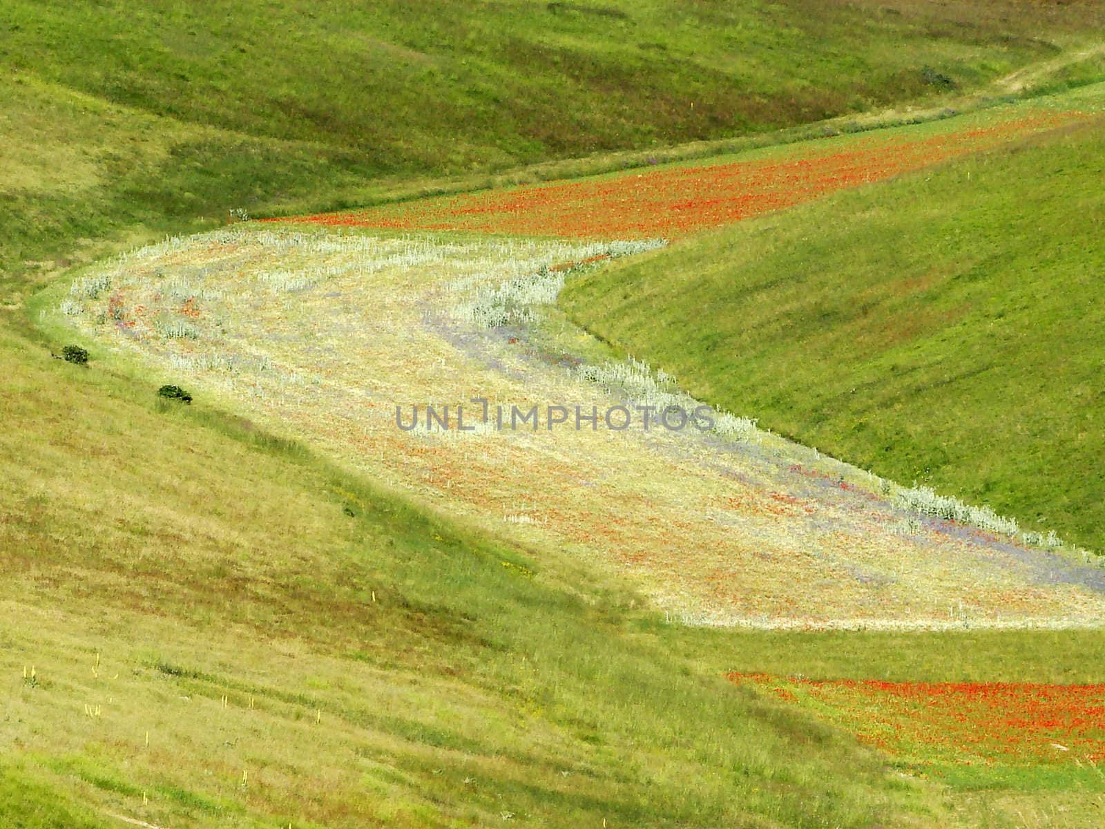 view of meadows on Piano Grande plateau in the National Park of Sibillini Mountains Umbria central Italy. 2007