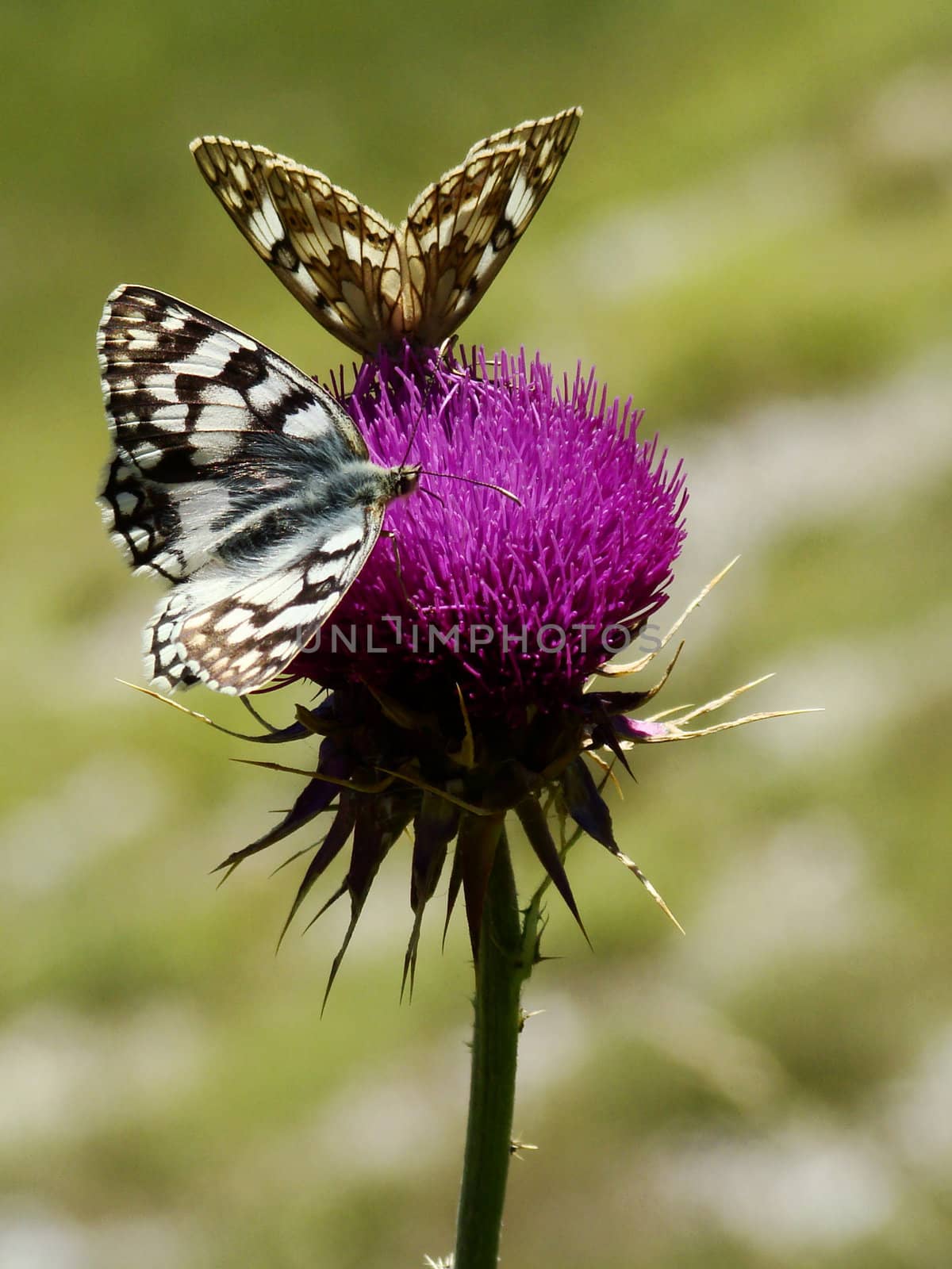 Butterflies On Flower
Butterflies on wildflower meadow in central Italy. VII 2007
