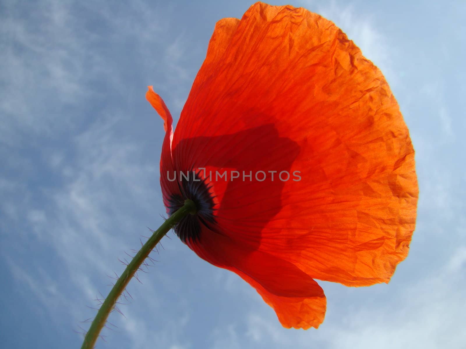 blooming red poppy on background of sky