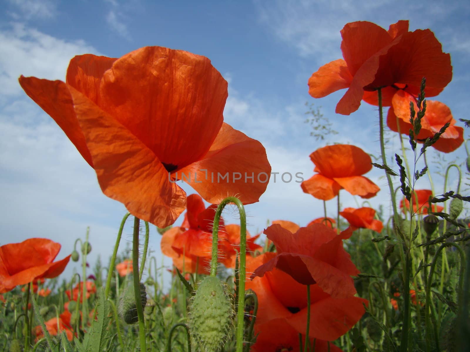 blooming red poppies on agricultural fields in Poland