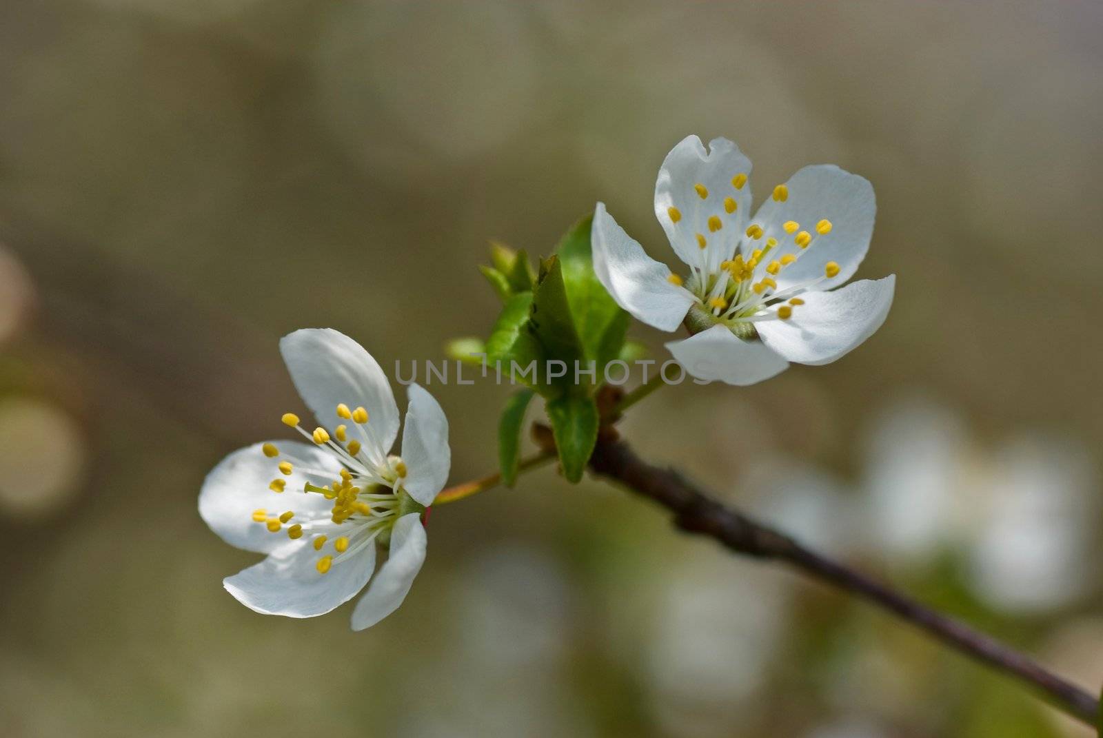 Flower in blossom