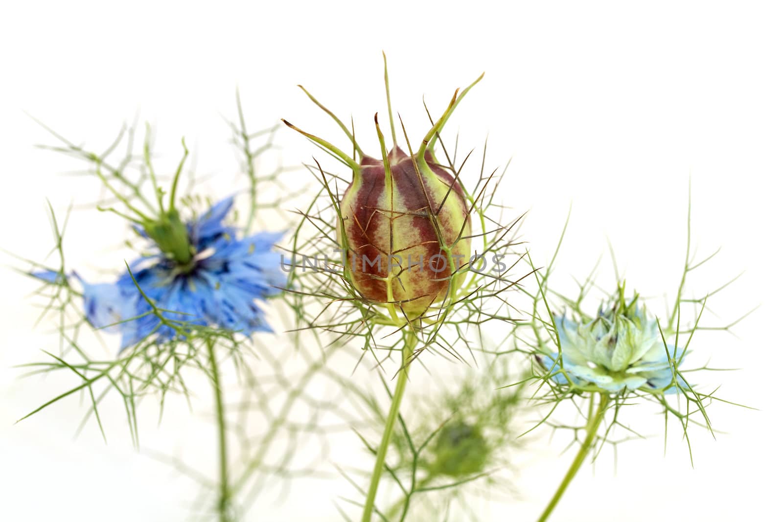 Nigella  by Hbak