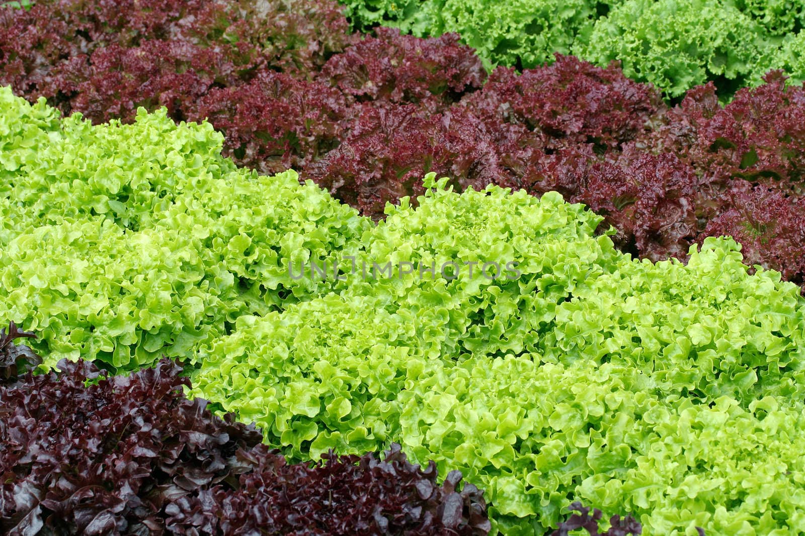 lettuce rows in a kitchen garden