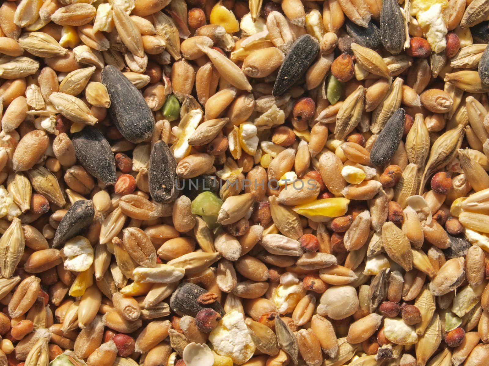 Food put out in a garden to feed wild birds in the winter.