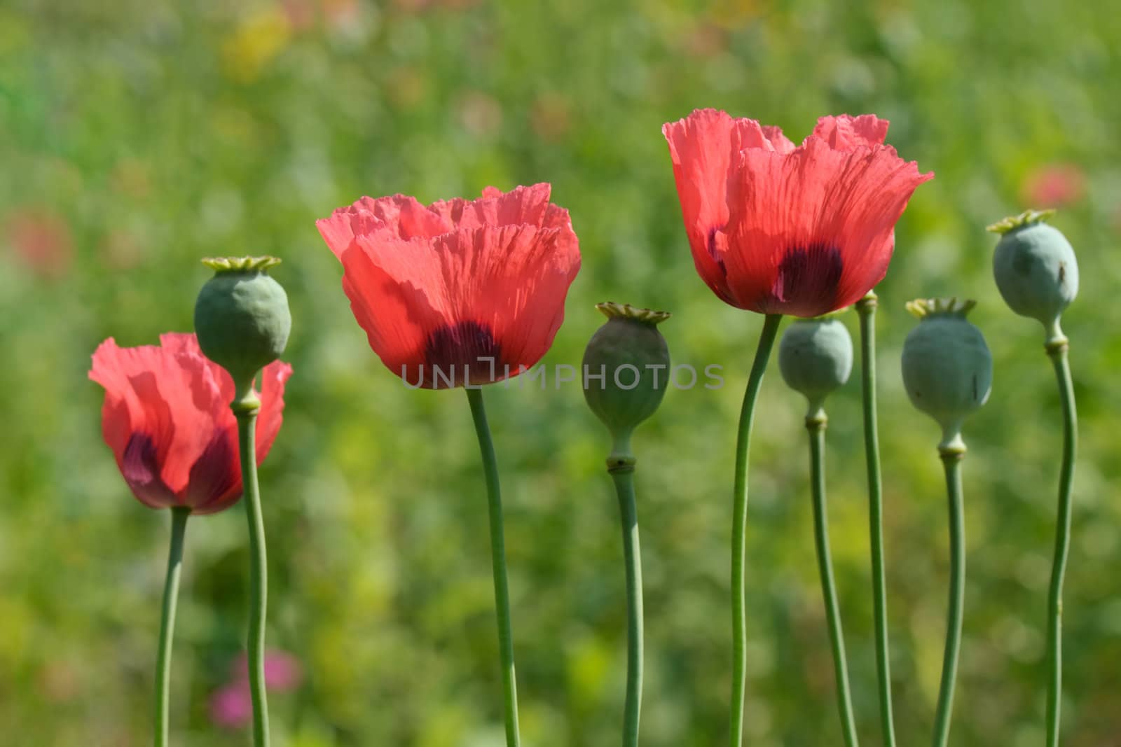Ornamental red poppy flowers and pods on a sunny day