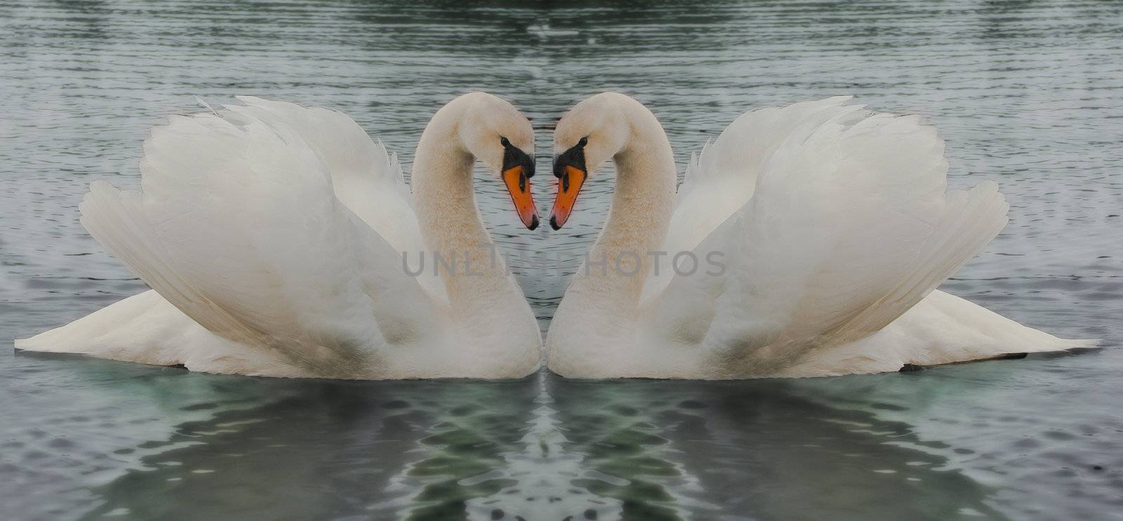 Swans in love by olebern