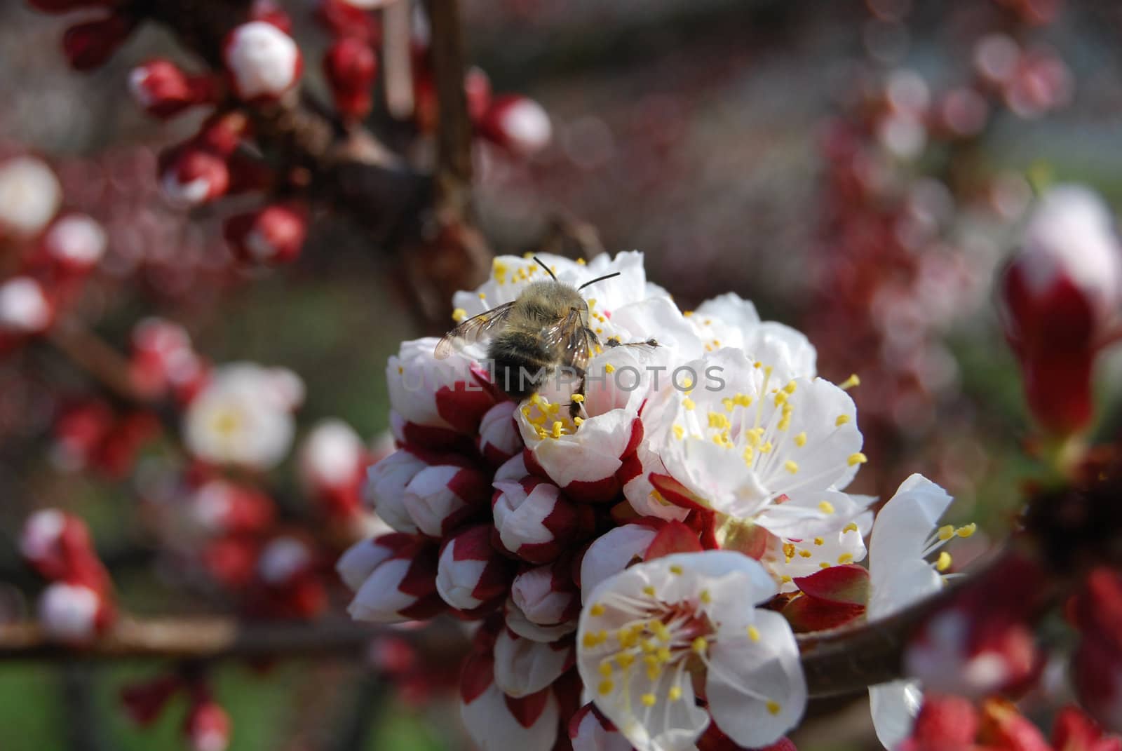 close-up apricot flowers and bee by leylaa