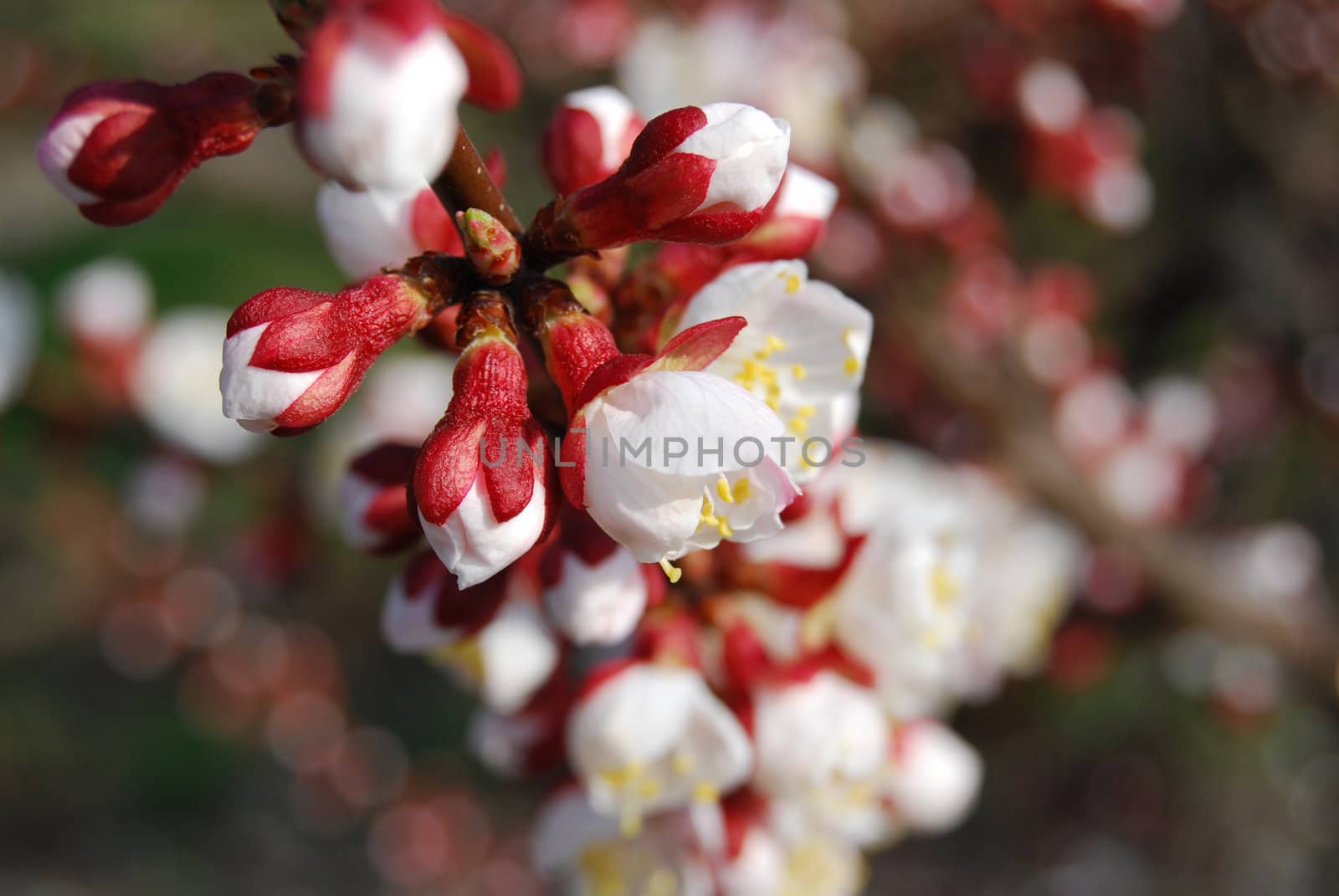 close-up apricot flowers by leylaa