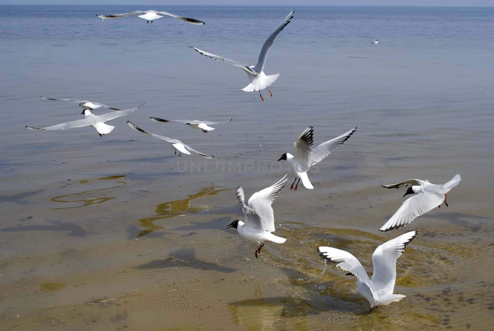 Seabirds, feeling of the freedom