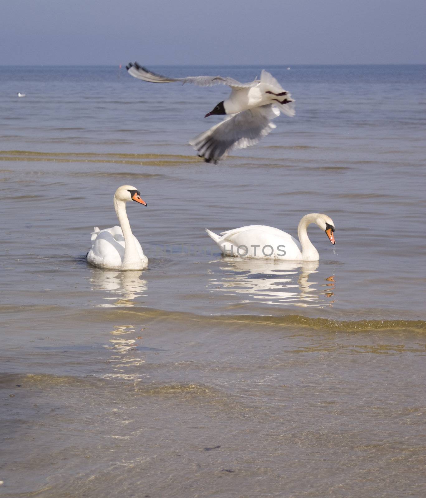 Swans by Arsen