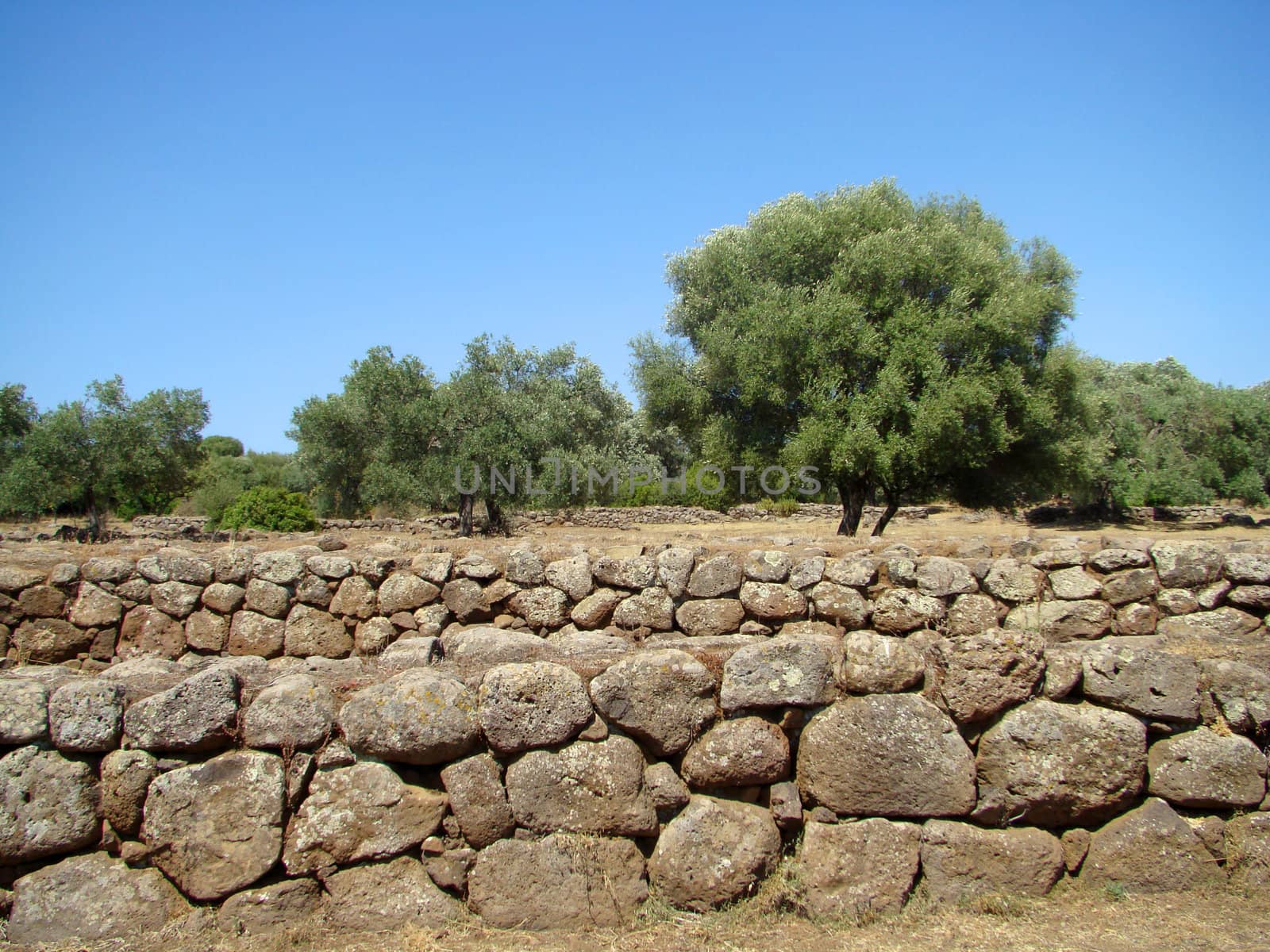 
characteristic mediterranean olive-grove in Italy. Olive tree symbol of mediterranean agriculture. 