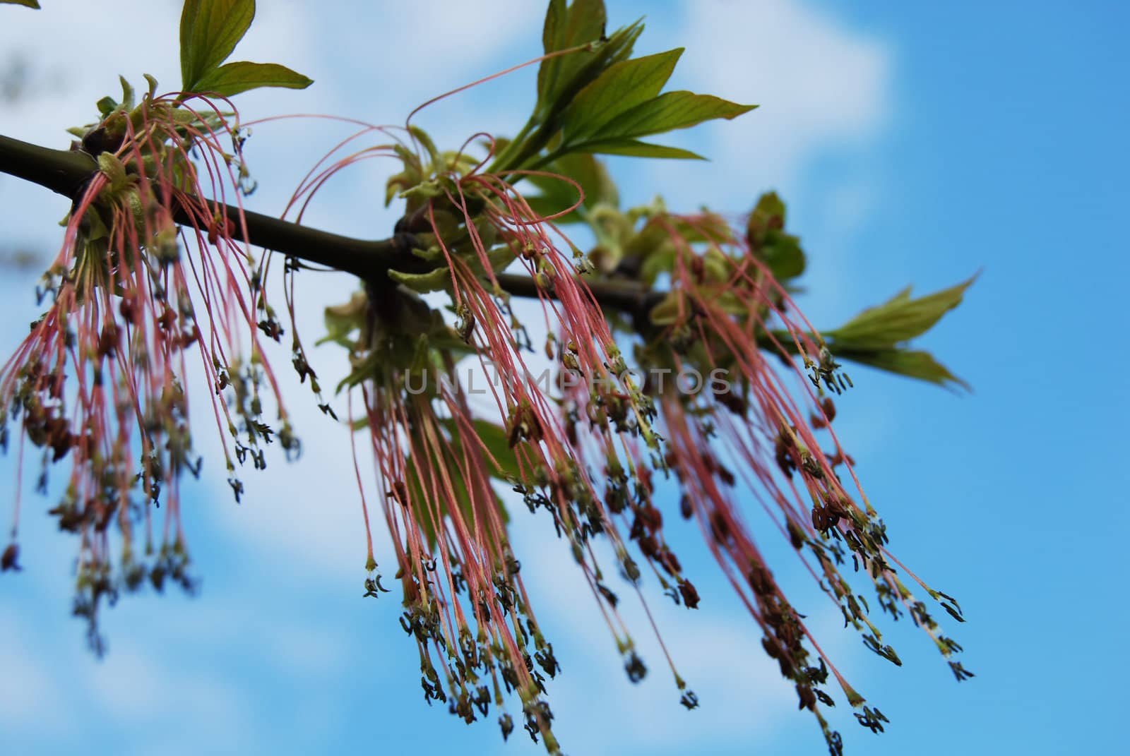 ash tree in blossom by leylaa