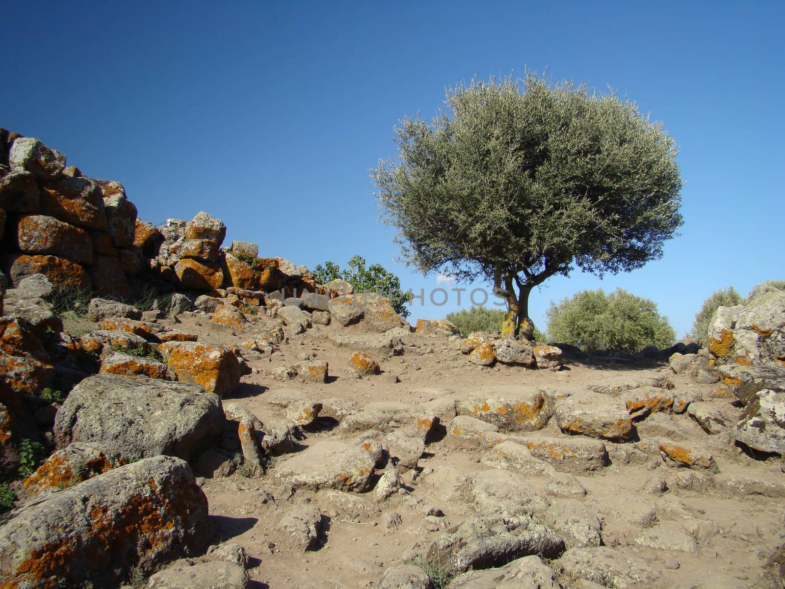 
alone olive tree in sardinian countryside in summer. VII 2008