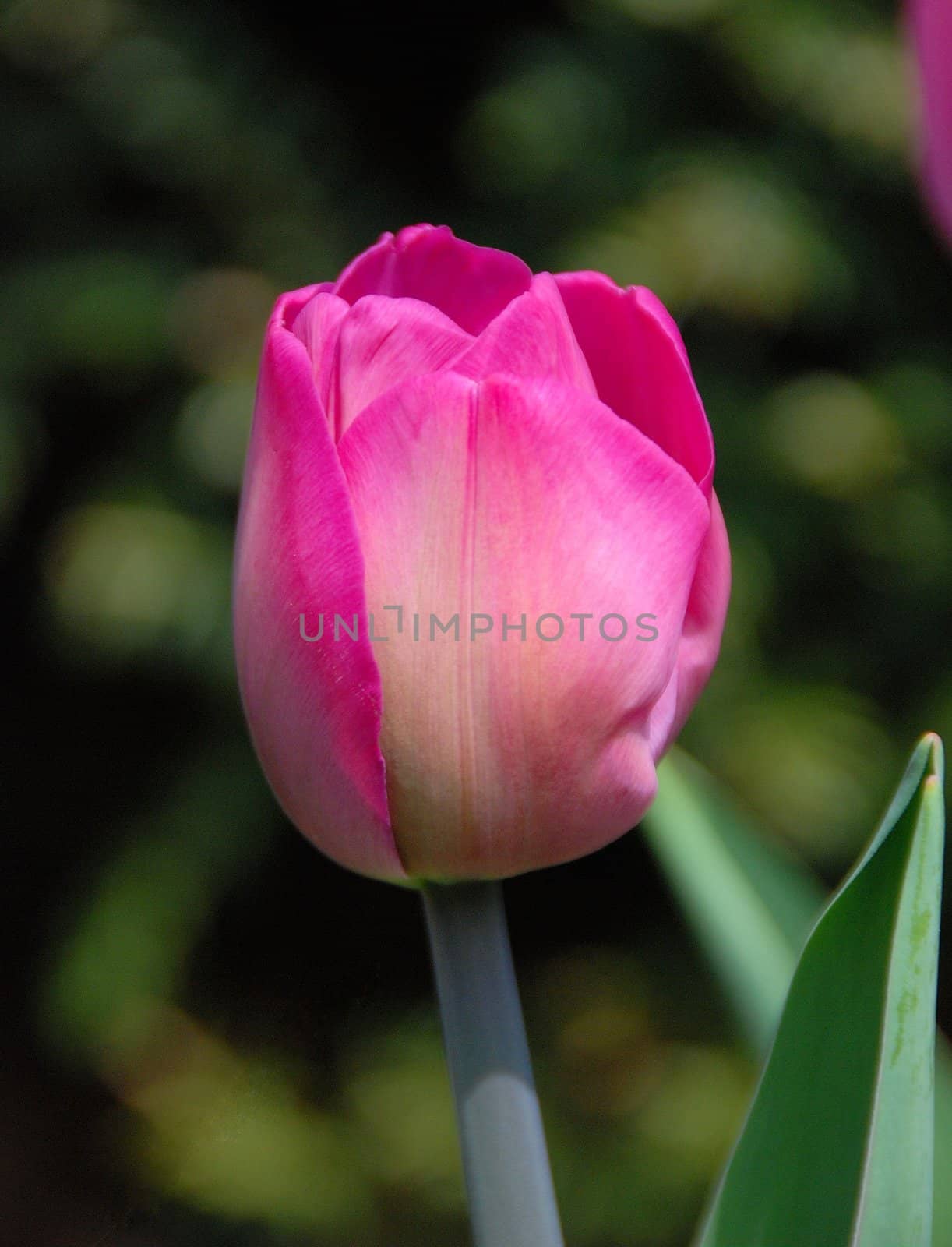 tulip by Jez22