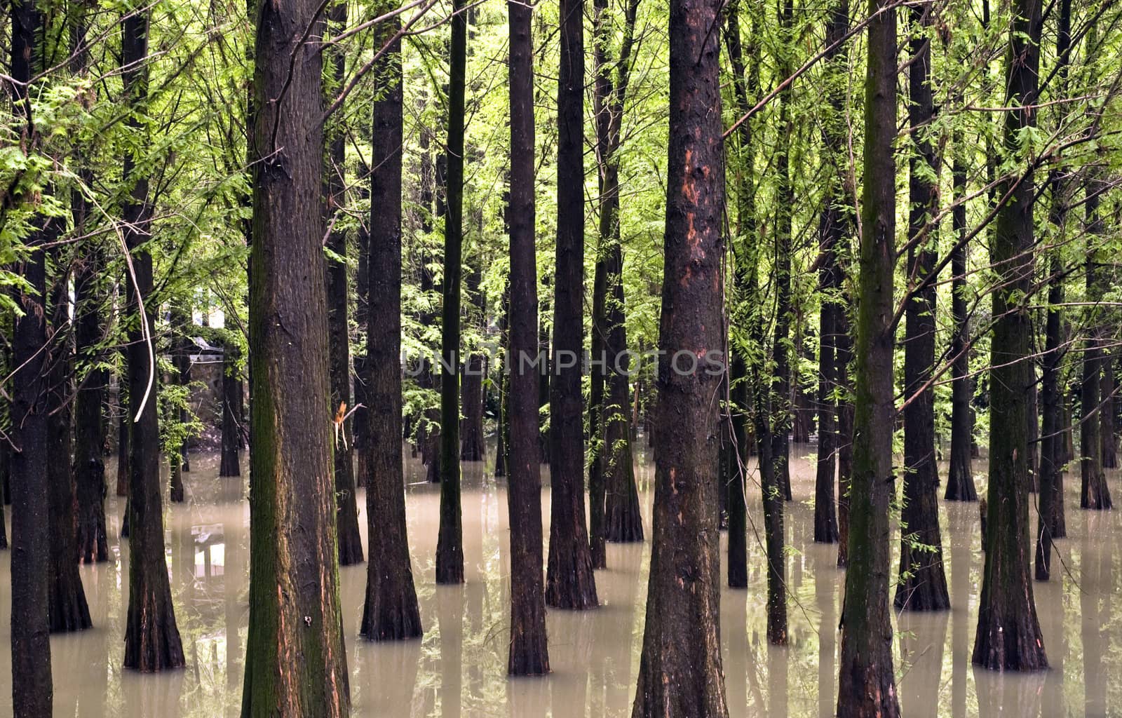 Trees in the water travel photograph taken in China