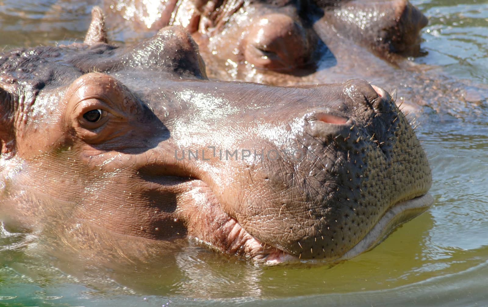 Hippopotamus by Marcus
