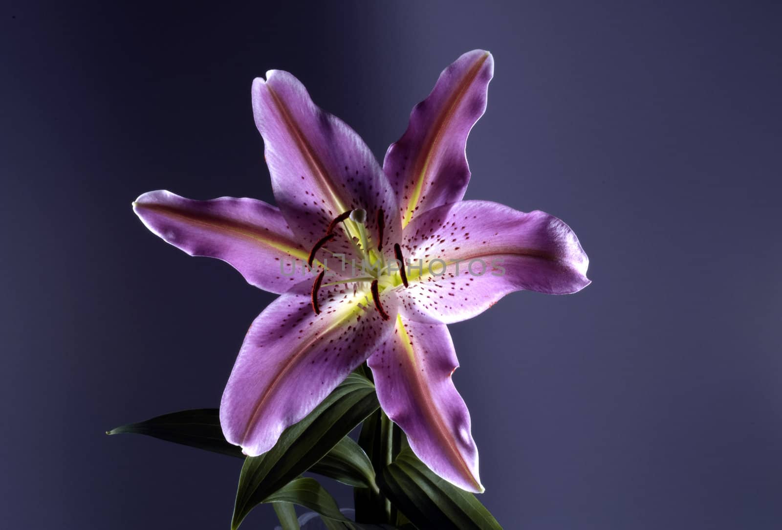 Lily flower photograph taken under studio lighting