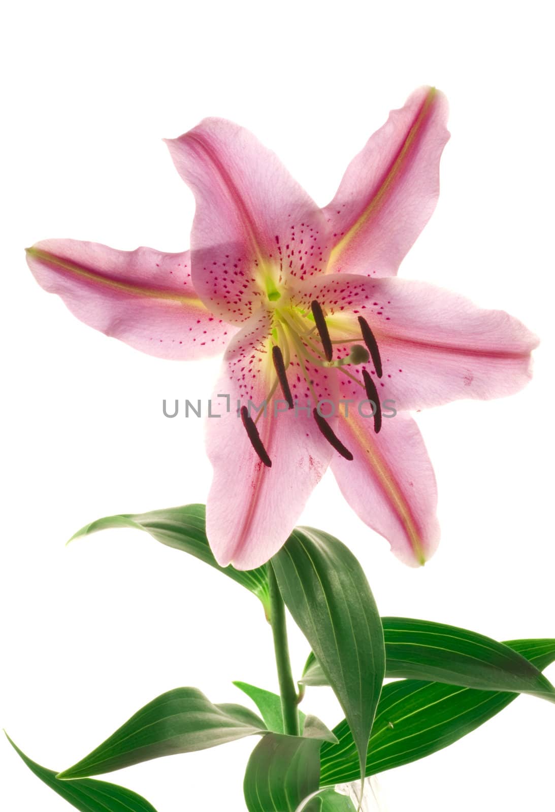 Lily by Marcus