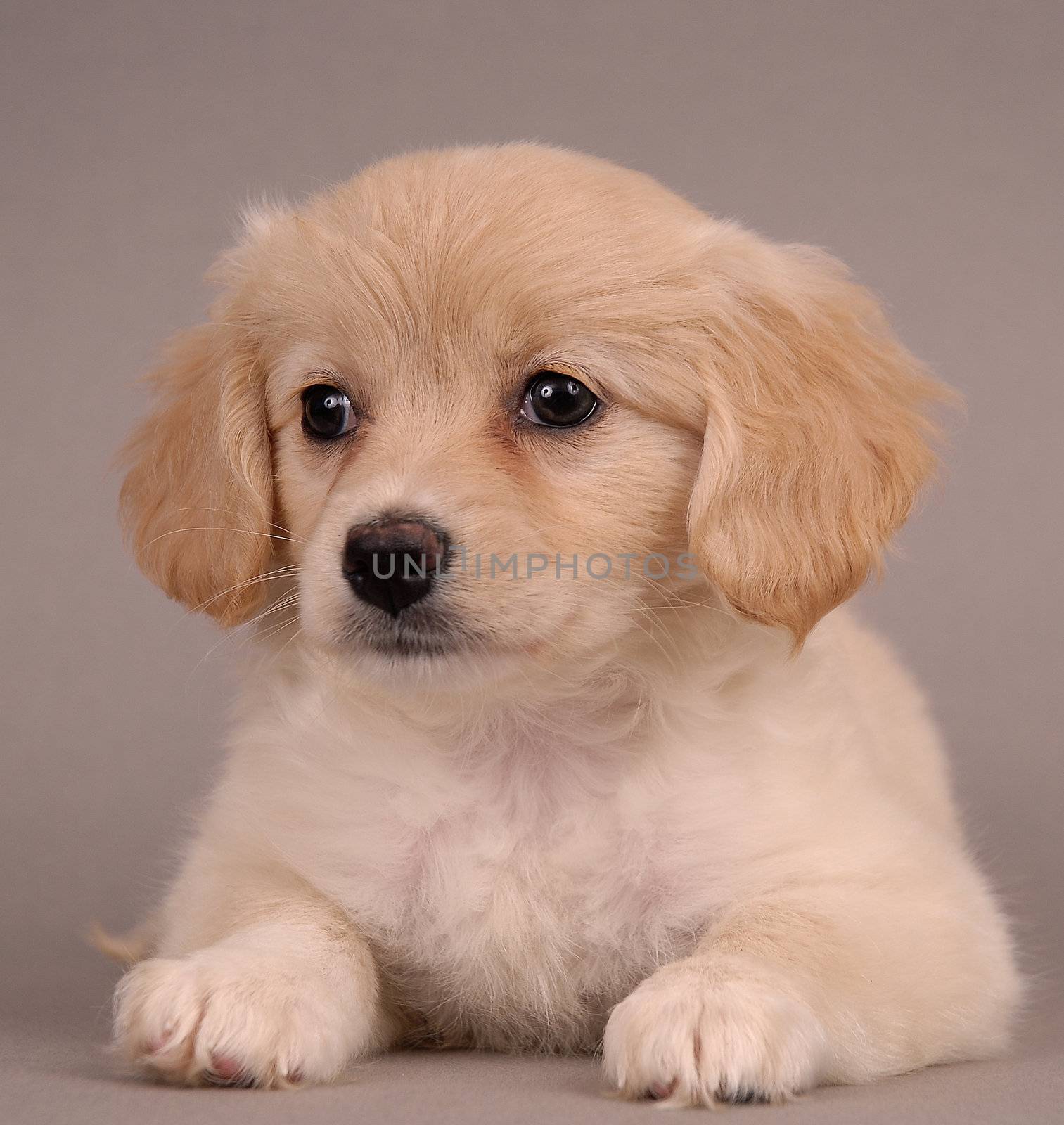 Beautiful young puppy portrait photograph taken in studio