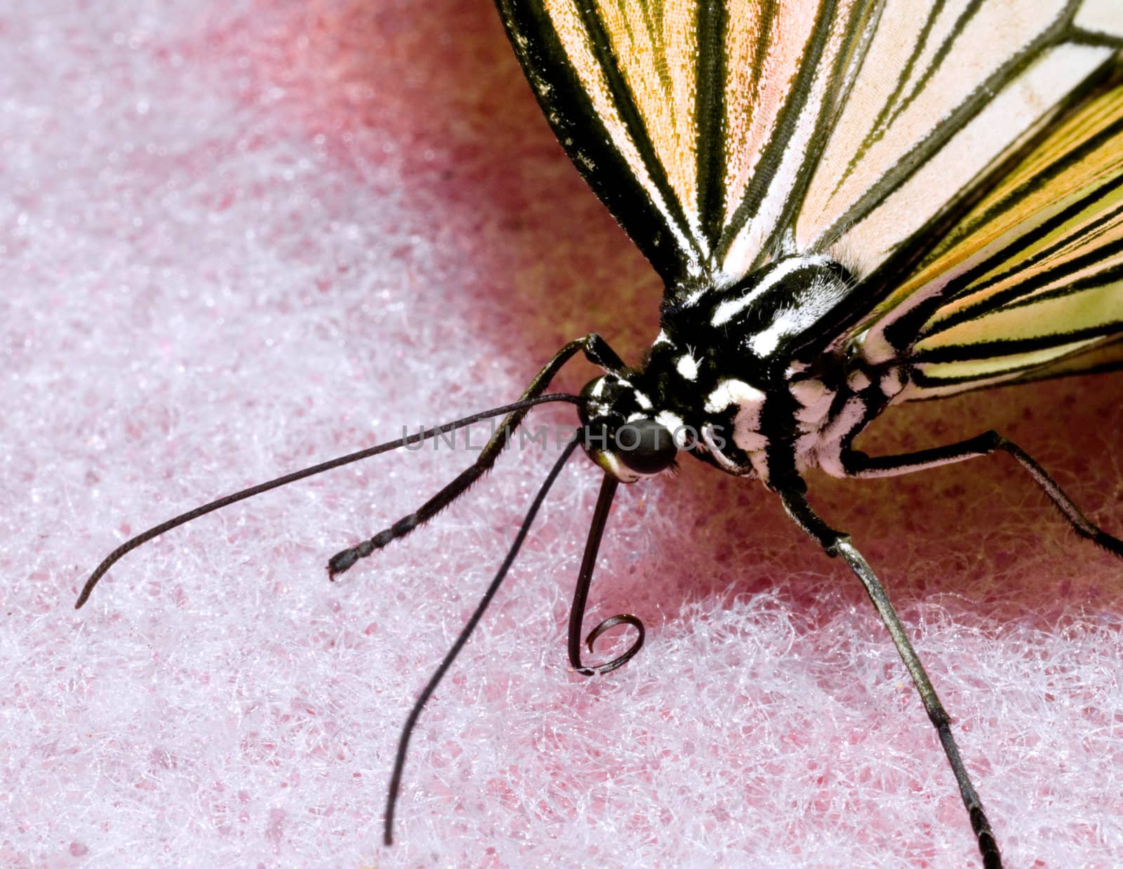 Butterfly in nature looking for food