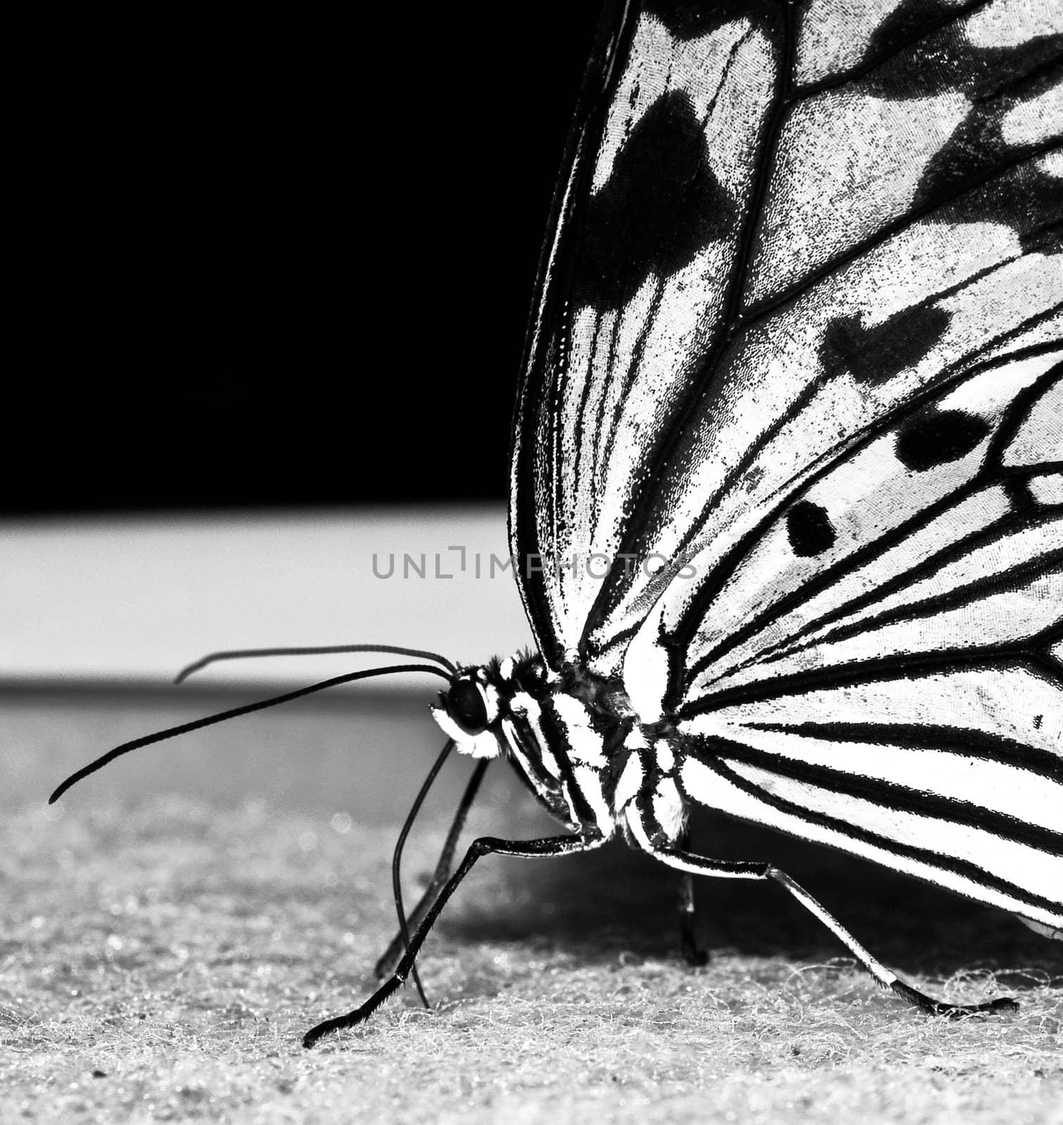 Butterfly by Marcus