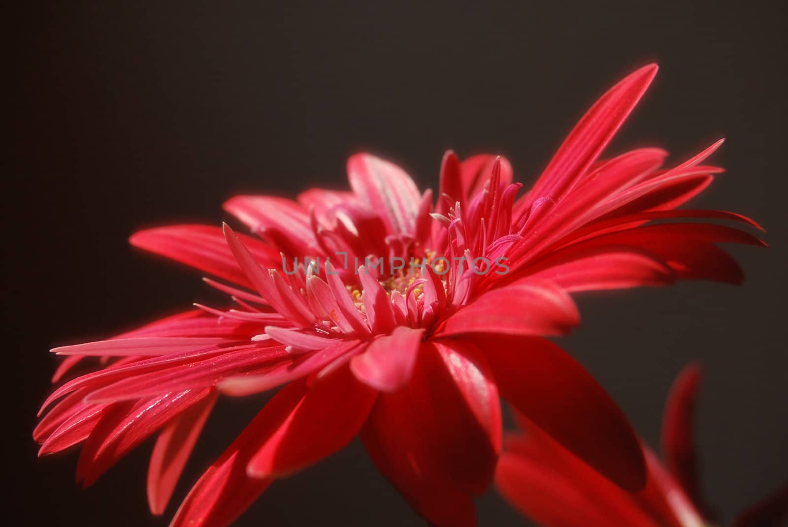close-up flower gerbera. Transvaal daisy