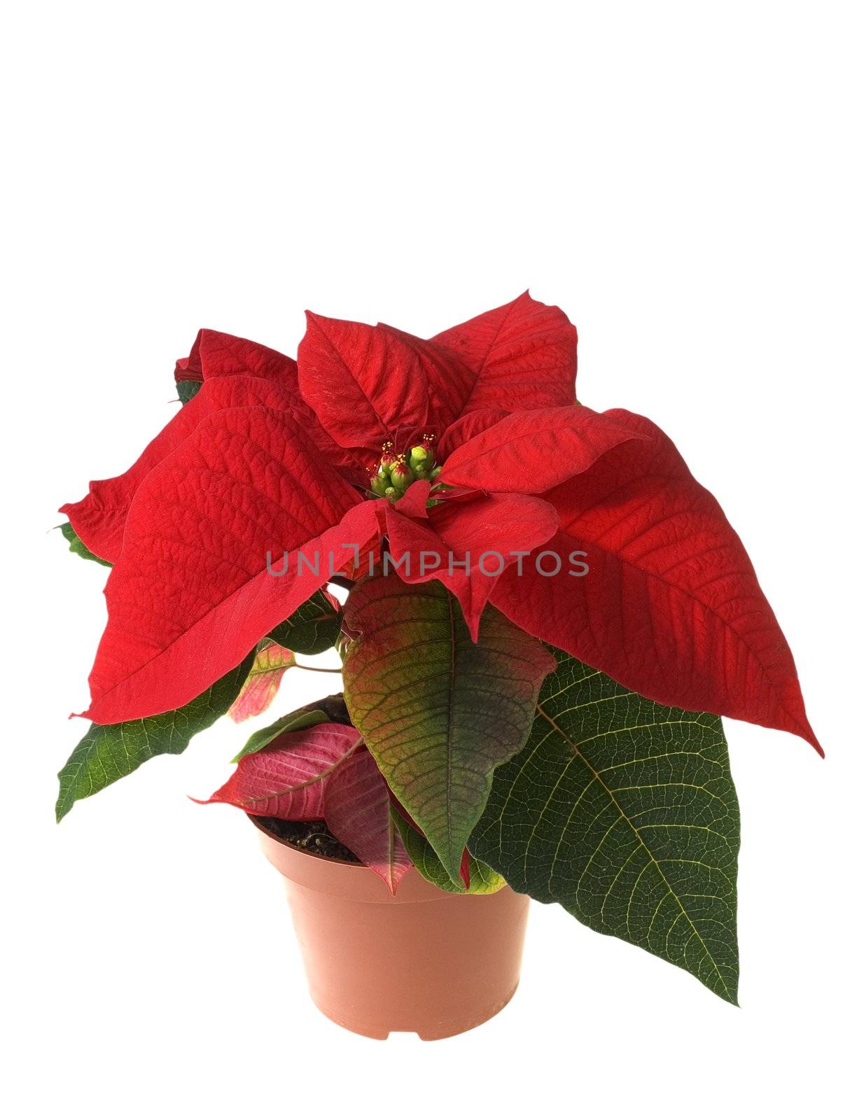 Christmas decoration flower isolated