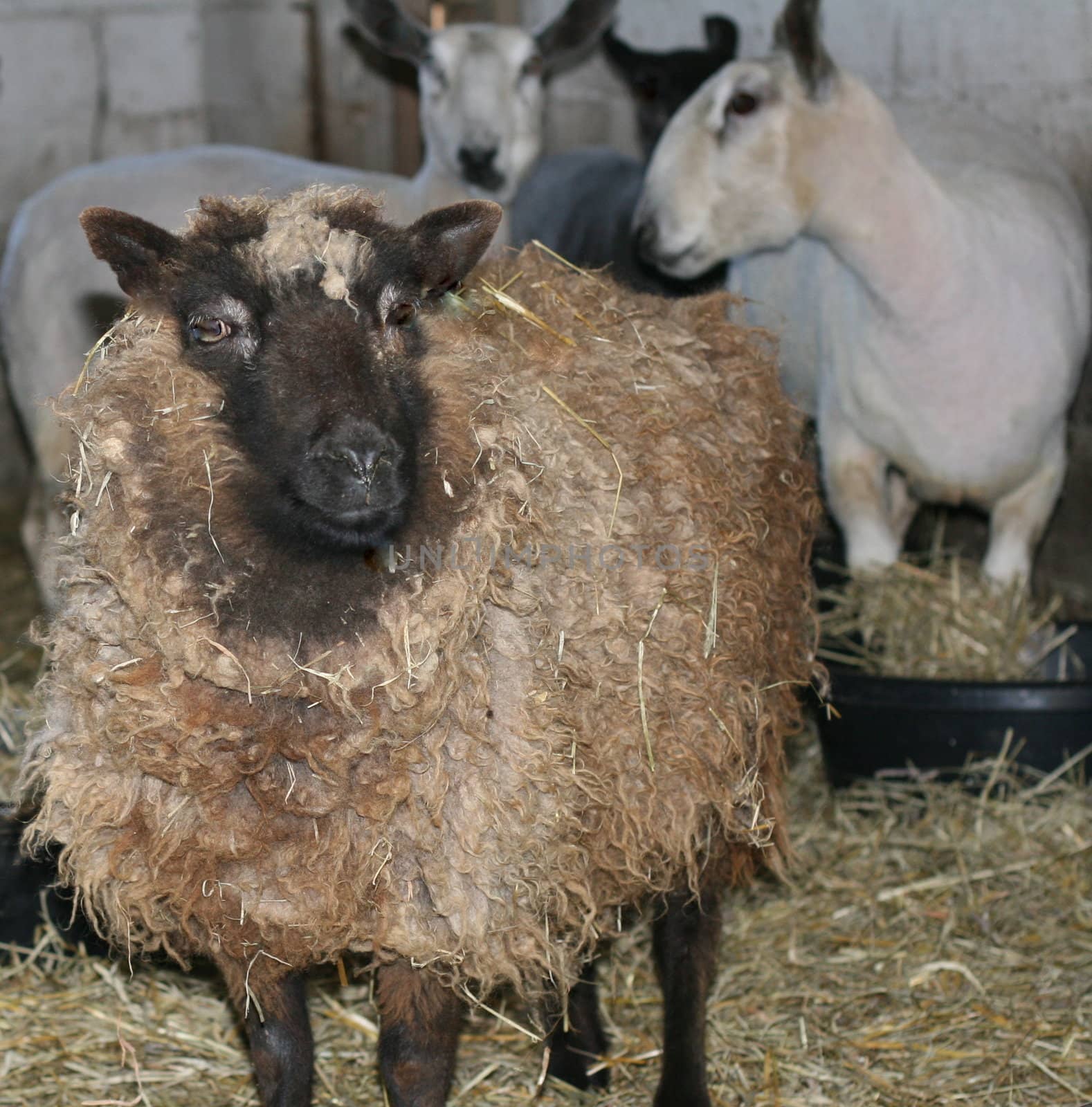 a sheep waiting to be shorn, with freshly-shorn sheep in the background