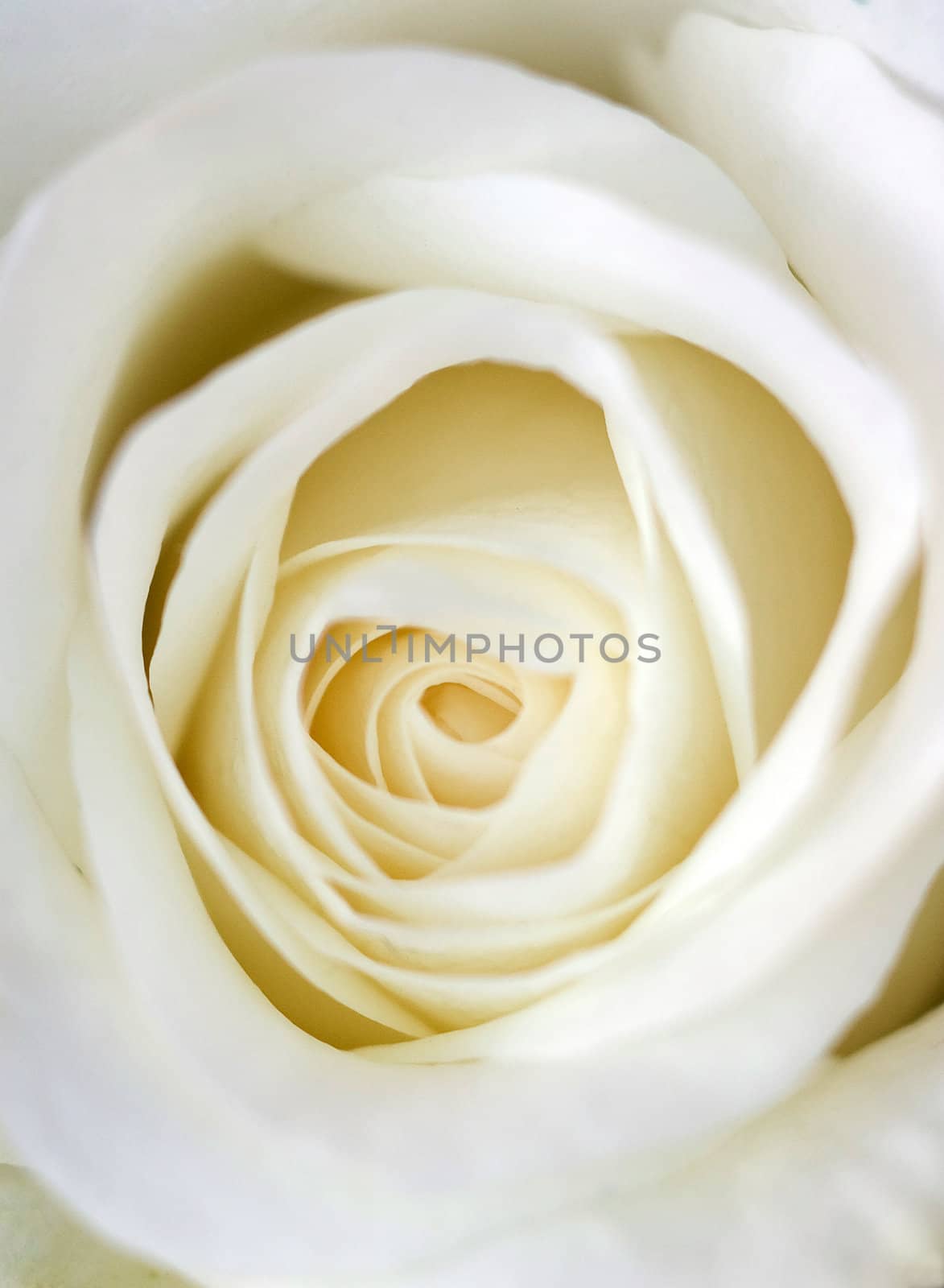 Closeup shoot from above of white rose