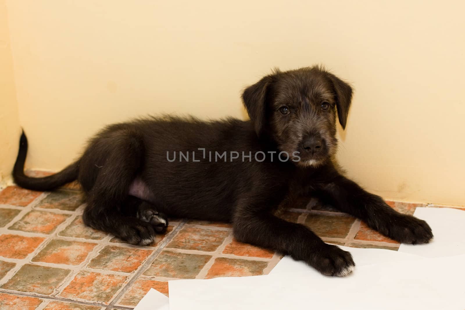 black puppy lying  on paper  
