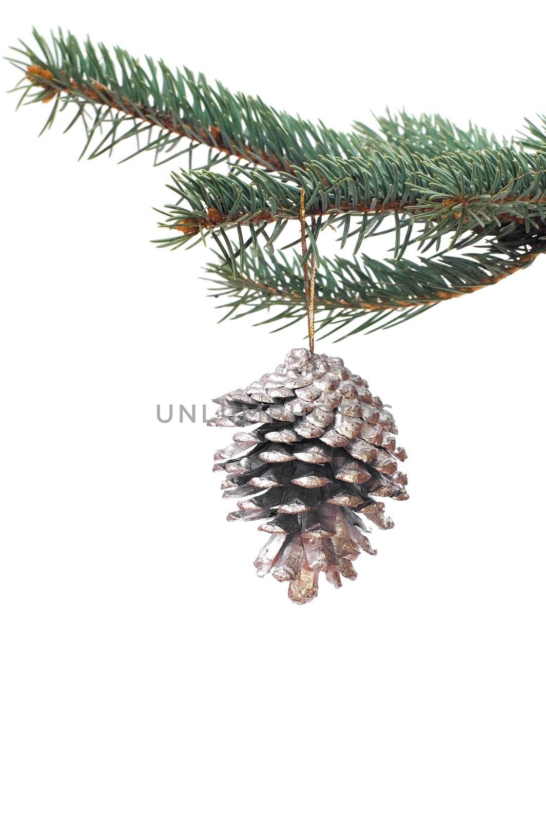 Christmas tree isolated