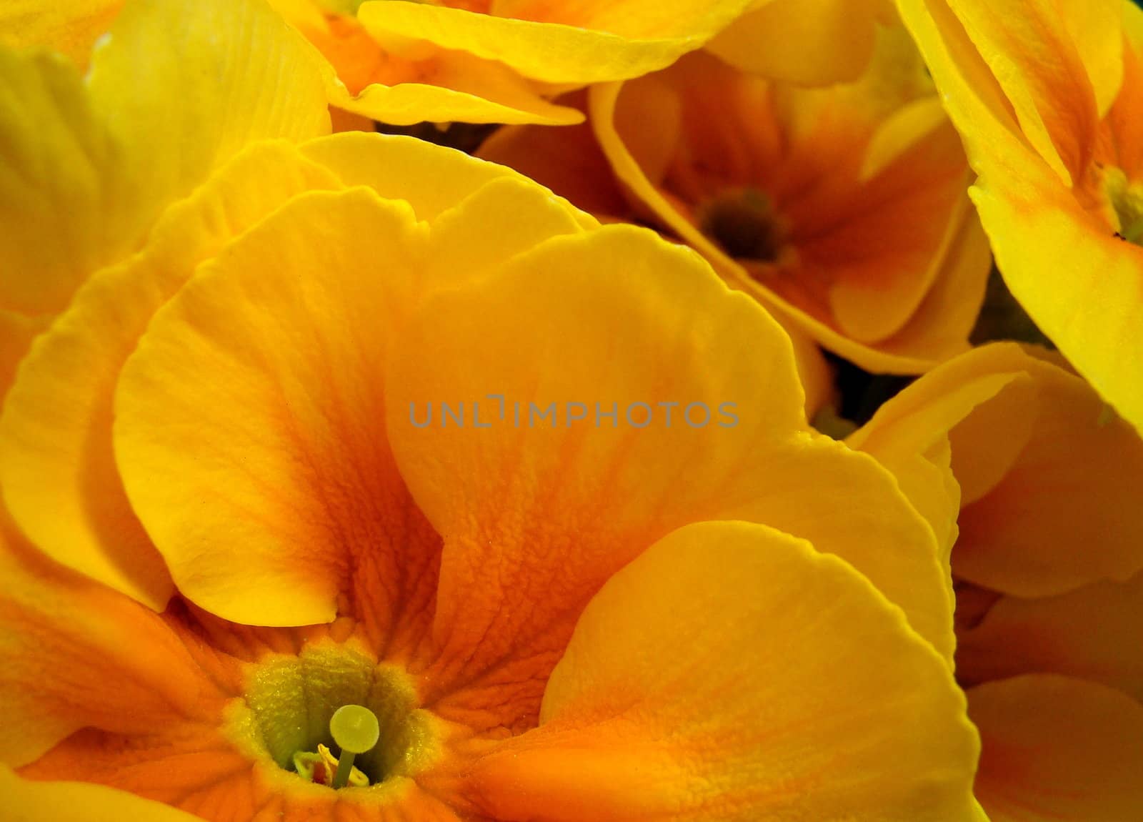 close up of yellow primula