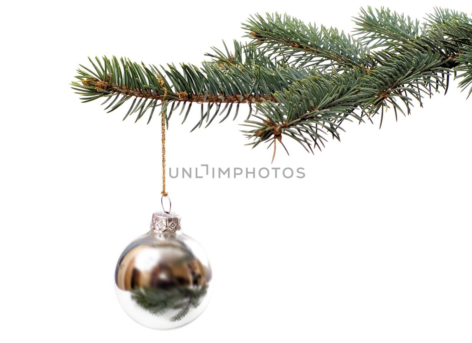 Christmas tree isolated