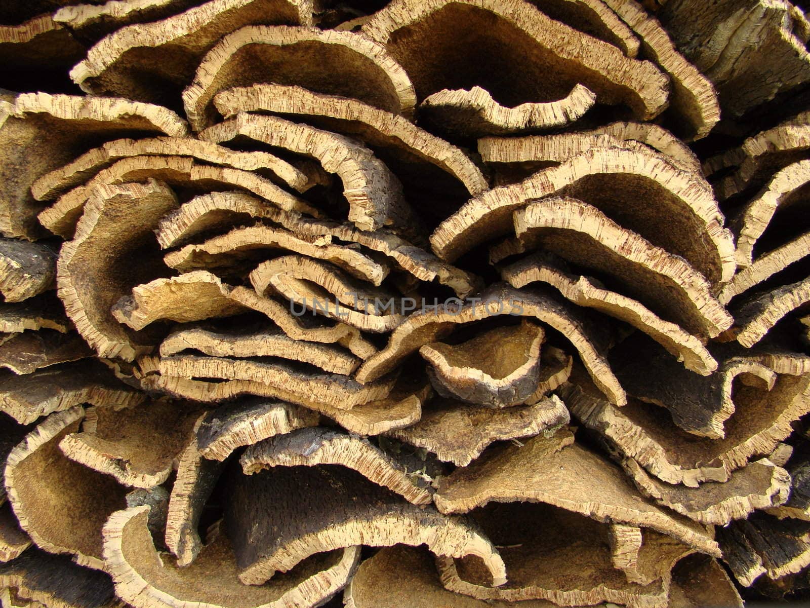 bark of cork oak in Tuscany